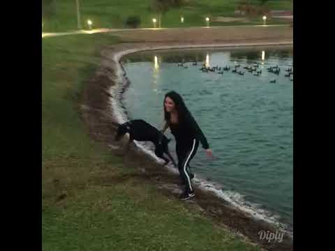 כלב משך את הנערה לתוך אגם